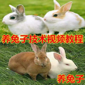养兔子技术自学全套视频教程大全兔子养殖教程学畜牧养殖视频教程-淘宝虚拟仓